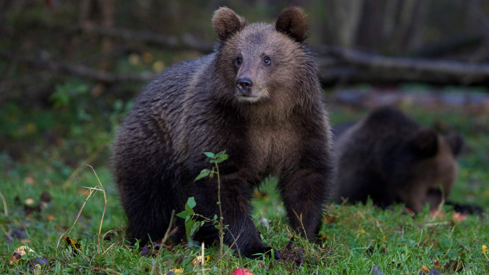 Фото: Александр Земляниченко / AP / Scanpix / LETA