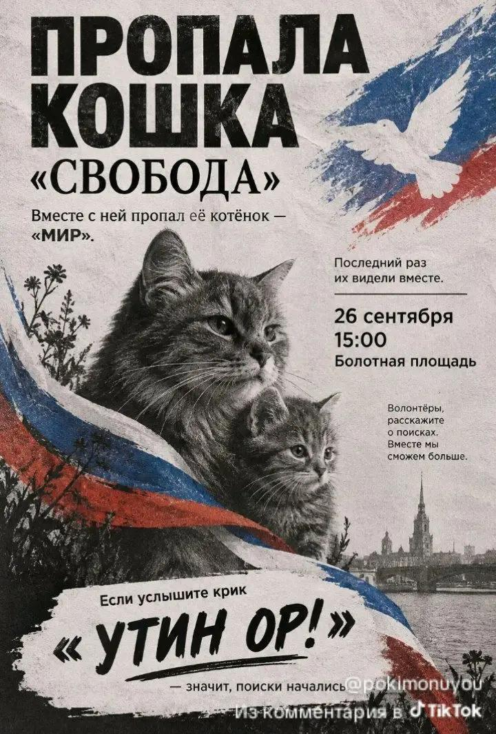 Один из плакатов с призывом выйти на поиски кошки по имени Свобода. Фото: TikTok